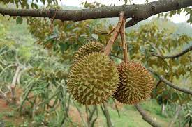 Membekal anak pokok durian duri hitam dan musang king tinggi 4 kaki. Durian Duri Hitam Vs Musang King Mana Yang Lebih Unggul Artikel Pertanian Terbaru Berita Pertanian Terbaru