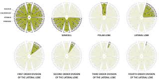 Image result for Micractis