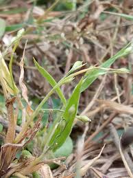 Image result for Urochloa deflexa