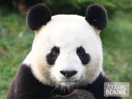 Huan Zi Panda Geant Du Zooparc De Beauval Formant Un Couple Avec Une Femelle Prenommee Huan Huan Les Deux Pandas Restent Le Zoo De Beauval Beauval Animaux