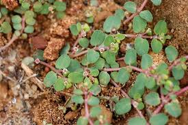 Image result for Euphorbia serpens