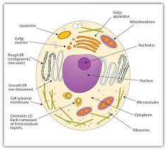 Plant cells are more complicated and exciting than you might think!this video shows you the structure of the plant cell. C E L L S T R U C T U R E D I A G R A M Zonealarm Results