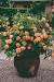 Container Rose Garden