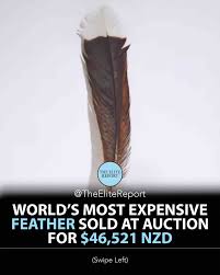 Extinct Huia Bird Feather Breaks Records, Selling 15 Times Over Estimated  Price At Nz Auction