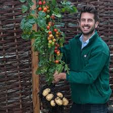 Tomato And Potato Unite On Grafted Hybrid Plants Kids Discover Growing Tomatoes Growing Tomatoes From Seed Growing Tomato Plants