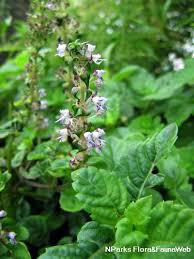 Image result for Platostoma