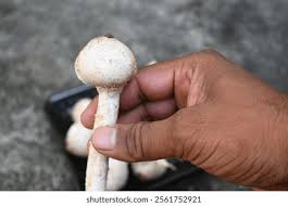 Image result for Orthosiphon schimperi