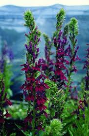 Image result for Lobelia fervens