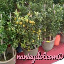 Check spelling or type a new query. Pokok Limau Hybrid Dalam Pasu Murah Nanieybarnieylurviey