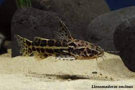 False jaguar catfish lrg $ 146.48. Catfish Lover S Delight The Wet Spot Tropical Fish