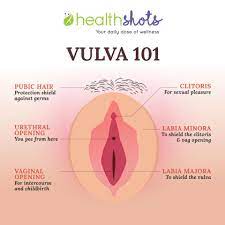 This paper is the first systematic review of available evidence on the the vaginal corona can be gradually diminished by basic daily physical activity, not just by inserting things (like. Your Vagina Is Actually The Vulva And Here Is What You Need To Understand About Its Anatomy