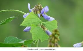 Image result for Pseudovigna