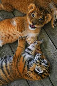 Come With Me To The Sea Of Love Cute Animals Baby Animals Animals