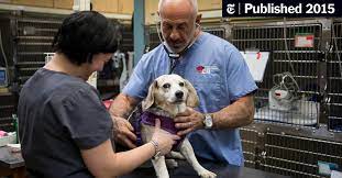 Internet explorer 11 is no longer supported. Dog Owners Wondering If Fido Needs A Flu Shot The New York Times