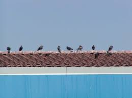 Wiki researchers have been writing reviews of the latest ultrasonic pest repellers since the ftc has required companies to tone back the promises they make about their devices, but they are legal, safer and cleaner than pesticides and. Bird Barrier Bird Control Products For Pigeons Woodpeckers More