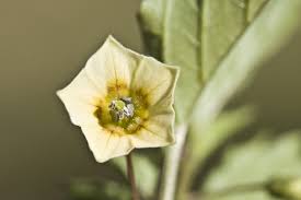 Image result for Physalis angulata