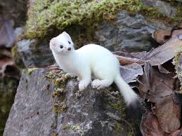 Ermine Curious Animals Beautiful Cute Ferrets Cute Animals