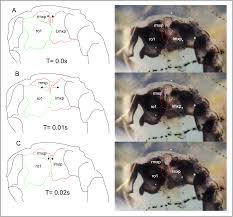 Image result for Osyridicarpos