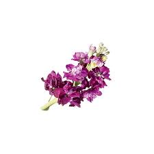 Bohemian, sunflower, eucalyptus, blush, tropical & dusty blue wedding packages A Glossary Of Wedding Flowers By Color
