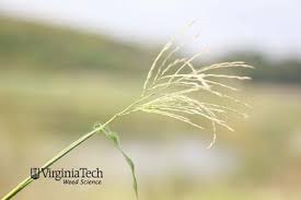 Image result for Arthraxon