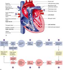 Isap M4 3 Blood Flow Through The Heart Diagram Quizlet