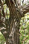 Image result for Vitex payos