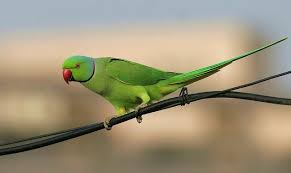 Yellow Bird With Red Cheeks Rose Ringed Parakeet Photo By Spiderhunters Parakeet Bird Feathers Parrot
