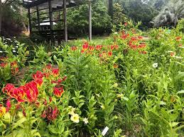 Image result for Gloriosa