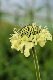 Image result for Cephalaria