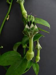 Image result for Ceropegia nilotica