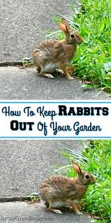 The fence should be buried about 10 centimetres under the ground and about half a metre high. How To Keep Rabbits Out Of Your Garden Safe And Easy