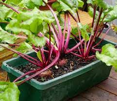 Maybe you would like to learn more about one of these? Growing Beets In Containers How To Grow Beets In Pots Balcony Garden Web