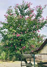 Image result for Bauhinia purpurea
