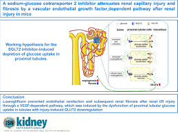 A role for collecting duct epithelial cells in renal hormonal control of the renal immune response and antibacterial host defense by arginine. A Sodium Glucose Cotransporter 2 Inhibitor Attenuates Renal Capillary Injury And Fibrosis By A Vascular Endothelial Growth Factor Dependent Pathway After Renal Injury In Mice Kidney International