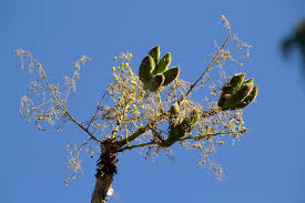 Image result for Sterculia quinqueloba