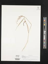 Image result for Rhynchosia albissima