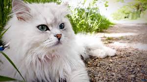 Baca juga artikel tentang makanan kucing lainnya di: Cara Memilih Makanan Kucing Persia Dan Anggora