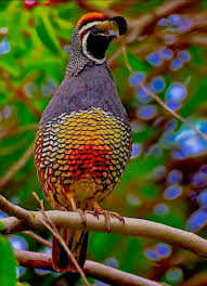 Hacer Adli Kullanicinin Guzel Kuslar Panosundaki Pin Bird Beautiful Birds Ve Quail