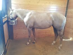 nelson automatic horse and livestock
