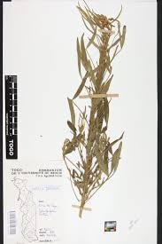 Image result for Crotalaria cylindrocarpa