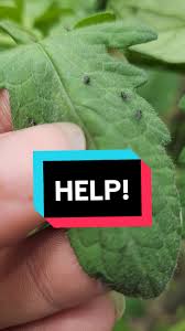 Image result for BLACKFLY ON TOMATO PLANTS