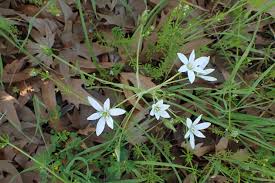 Image result for Ornithogalum pulchrum