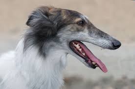 Talisman S Ursa Major Silken Windhound Borzoi Dog Silken Windhound Dogs