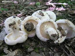 Image result for Lactarius mutabilis