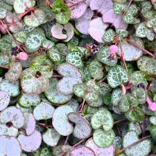 Image result for Ceropegia racemosa