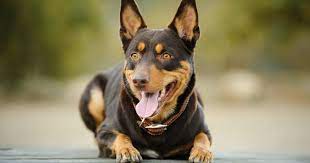 The wonderful colors of different dog breeds can range quite a bit. Black And Brown Dogs What Kind Of Dog Is Black And Tan