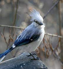 Maybe you would like to learn more about one of these? Unusual Birds Feederwatch