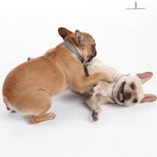 Gusteau And Marnie Pets Dogs French Bulldog