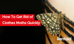 Take immediate action and call for help if. How To Get Rid Of Clothes Moths Quickly