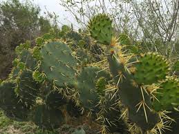 This is due to the presence of seeds that cannot be chewed, making it difficult to add it to recipes. 5 Facts About Prickly Pear Cactus Explore Texas